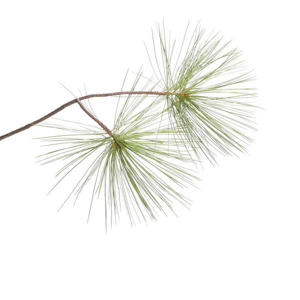 Fir tree branch isolated on white — Stock Photo, Image