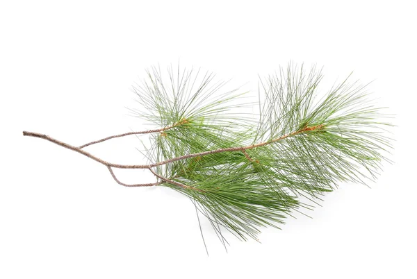 Fir tree branch isolated on white — Stock Photo, Image