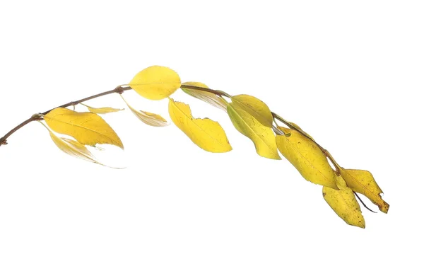 Twig of autumn yellow leaves, isolated on white — ストック写真