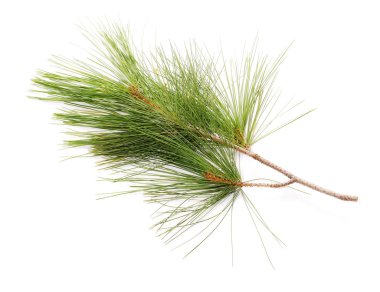 çam dalı beyaz arkaplanda izole edildi