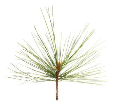 çam dalı beyaz arkaplanda izole edildi