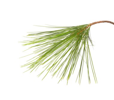 çam dalı beyaz arkaplanda izole edildi