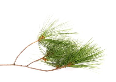 çam dalı beyaz arkaplanda izole edildi