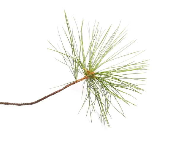 Pine branch isolated on white background — Stock Photo, Image