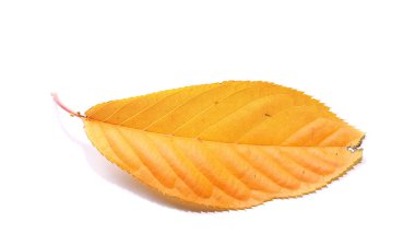 Beyaz arka plan üzerinde izole sarı ve turuncu yaprak