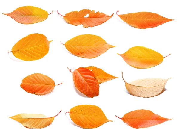 Ensemble lumineux feuilles d'automne isolé sur fond blanc — Photo