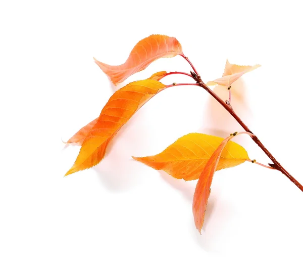 Feuille d'automne brillante, rameau isolé sur blanc — Photo