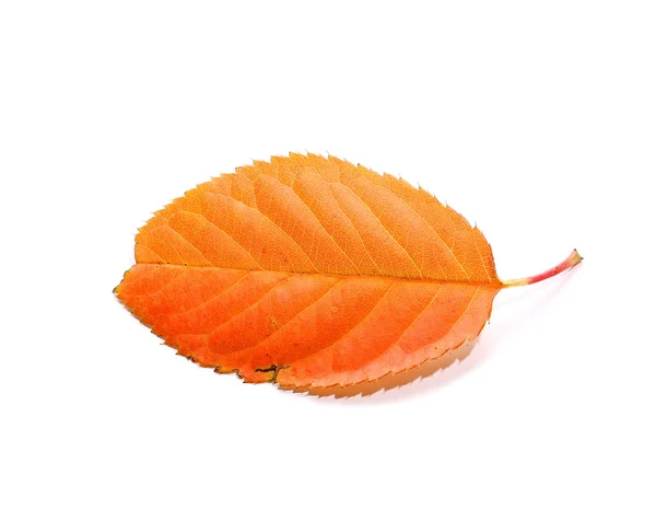 Gelbes und oranges Blatt isoliert auf weißem Hintergrund — Stockfoto