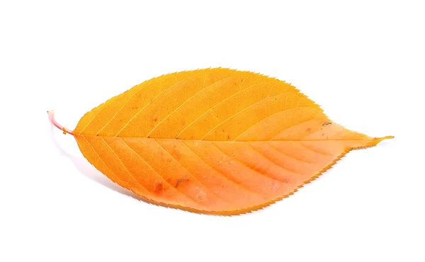 Hoja amarilla y naranja aislada sobre fondo blanco — Foto de Stock