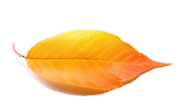 Yellow and orange leaf isolated on white background — Stock Photo, Image