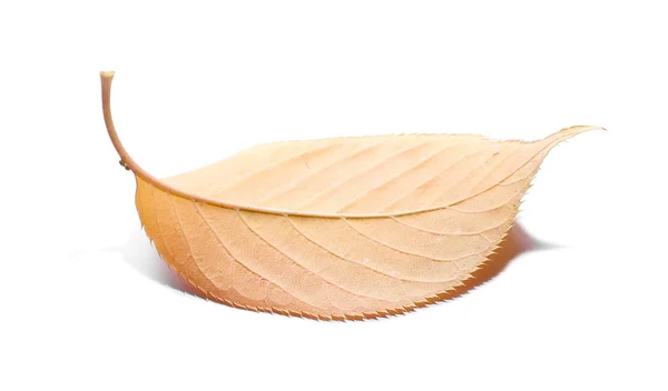 Yellow and orange leaf isolated on white background — Stock Photo, Image