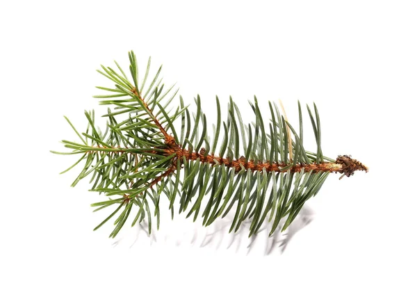 Fir tree branch isolated on white — Stock Photo, Image