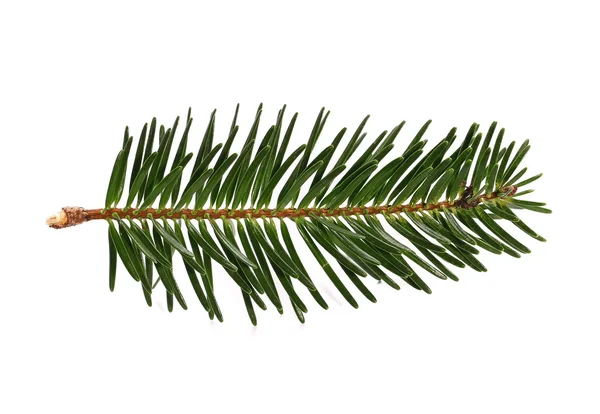 Fir tree branch isolated on white — Stock Photo, Image