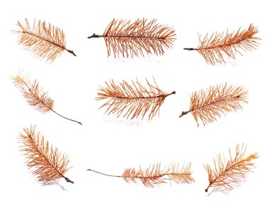 Beyaz arka plan üzerinde izole set kuru çam dal