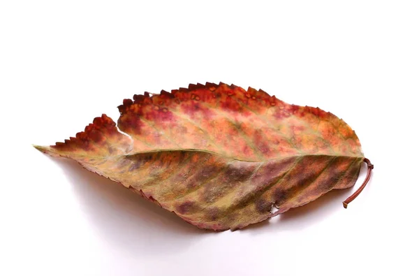 Colorful autumn leaf isolated on white — Stock Photo, Image