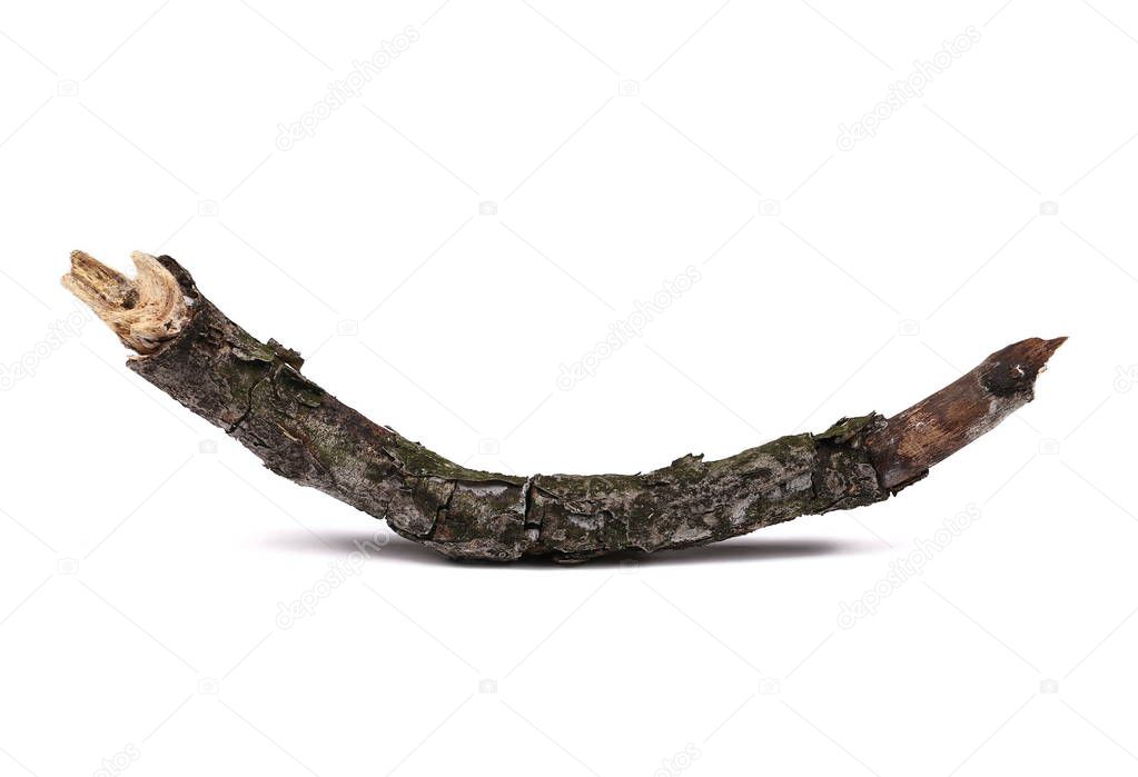 Twig, dry rotten branch with lichen isolated on white background