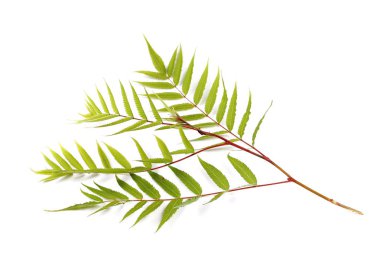 beyaz izole fern ağacının yaprakları