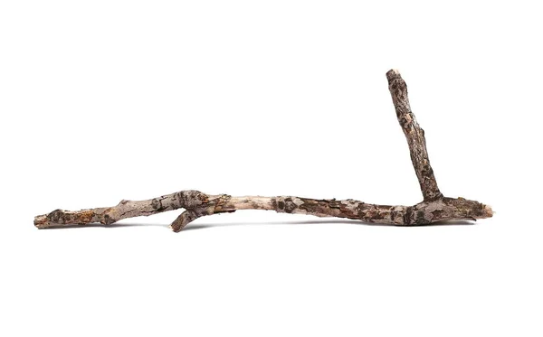 Twig, dry rotten branch with lichen isolated on white background — Stock Photo, Image