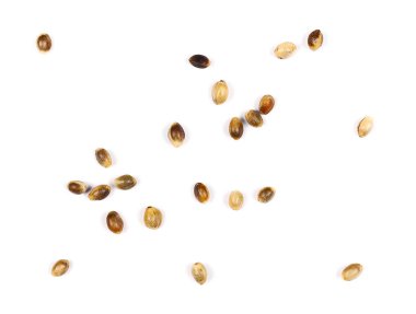 Beyaz arkaplanda yalıtılmış kenevir tohumları