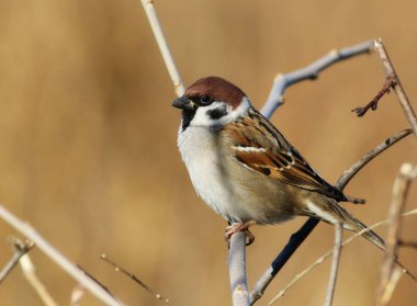 ağaç serçesi, passer montanus