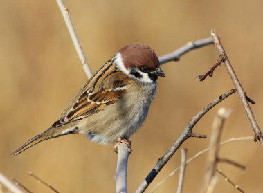 ağaç serçesi, passer montanus