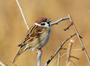 ağaç serçesi, passer montanus