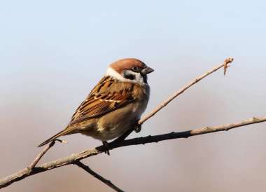ağaç serçesi, passer montanus
