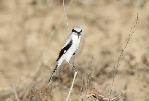 Shrike gris norte, Lanius excubitor —  Fotos de Stock