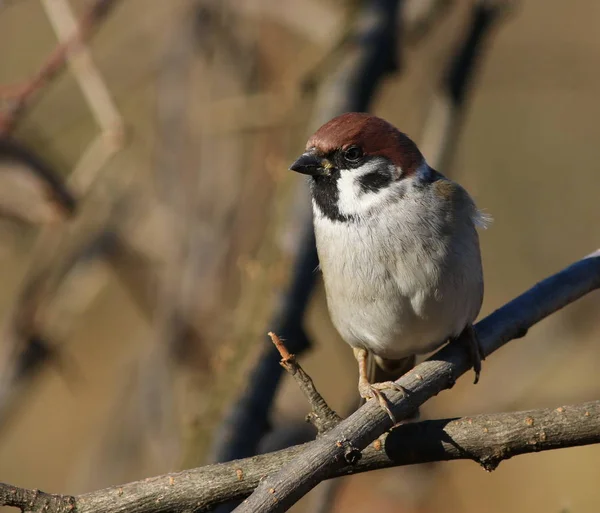 Tree sparrow, passer montanus — Stock Photo, Image