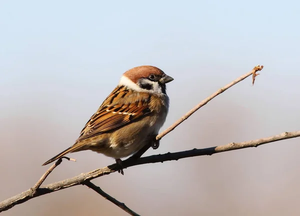 Tree sparrow, passer montanus — Stock Photo, Image