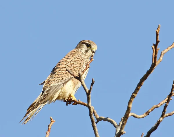 Poštolka obecná, falco tinnunculus — Stock fotografie