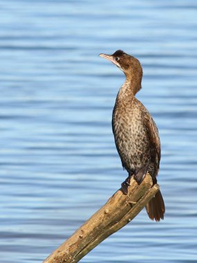 Küçük karabatak Phalacrocorax pygmaeus