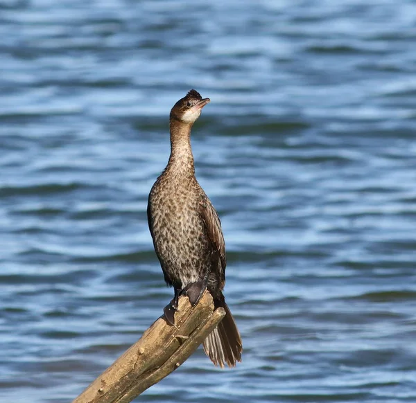 Cormorán pigmeo, Phalacrocorax pygmaeus — Foto de Stock