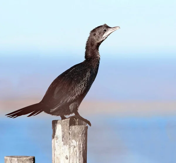 Pygmy skarv, Phalacrocorax pygmaeus — Stockfoto