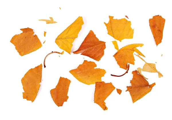 Colorful pieces leaves isolated on white background, autumn texture — Stock Photo, Image