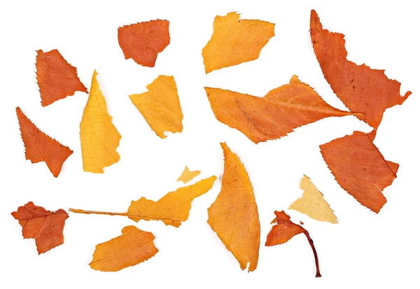 Colorful pieces leaves isolated on white background, autumn texture — Stock Photo, Image