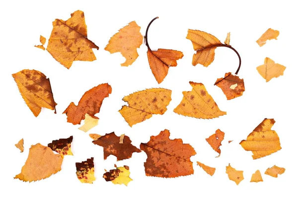 Peças coloridas folhas isoladas no fundo branco, textura de outono — Fotografia de Stock