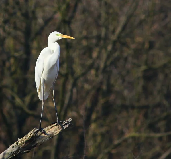 Grand héron blanc sur la branche — Photo