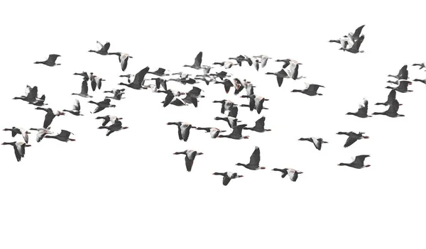 Rebanho de aves, ganso-cinzento, anser anser, isolado sobre fundo branco — Fotografia de Stock