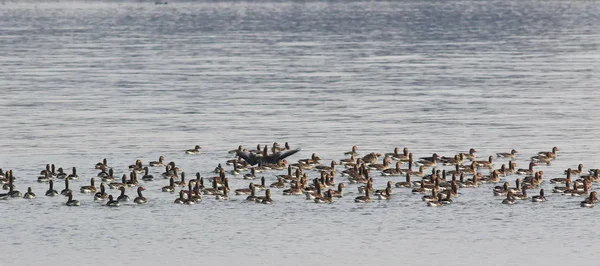 Troupeau d'oiseaux, Oie gris sur la rivière, Anser anser et Oie rousse, Branta ruficollis — Photo