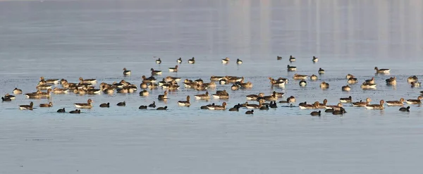 Flock of birds, greylag goose (Anser anser) on river