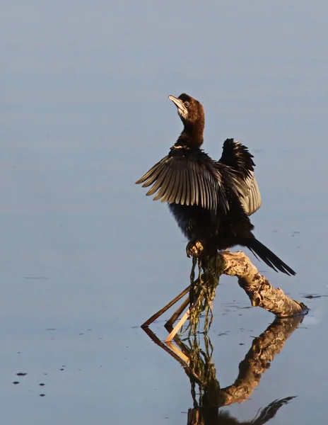 Cormorán pigmeo, Phalacrocorax pygmaeus — Foto de Stock