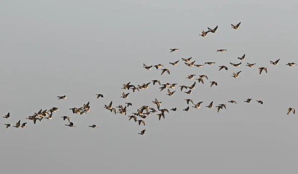 Flock fåglar, grågås (Anser anser) i flykten — Stockfoto