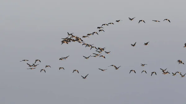 Flock of birds, greylag goose (Anser anser) in flight — Stock Photo, Image