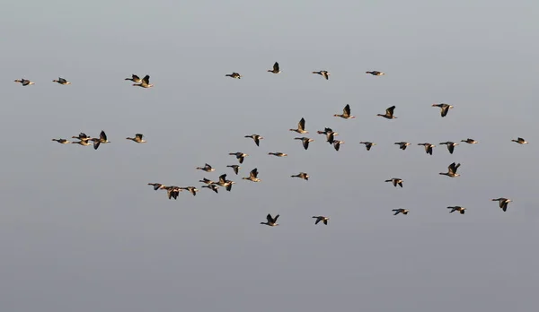 Flock fåglar, grågås (Anser anser) i flykten — Stockfoto