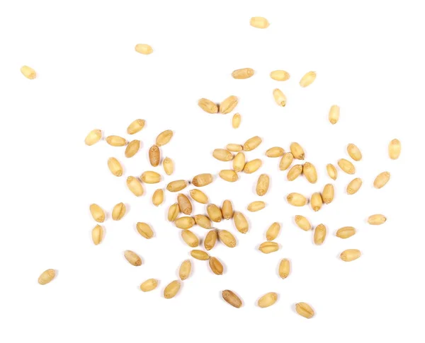 从白色背景分离出来的麦粒 — 图库照片