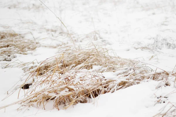Reed in snow background — Stock Photo, Image