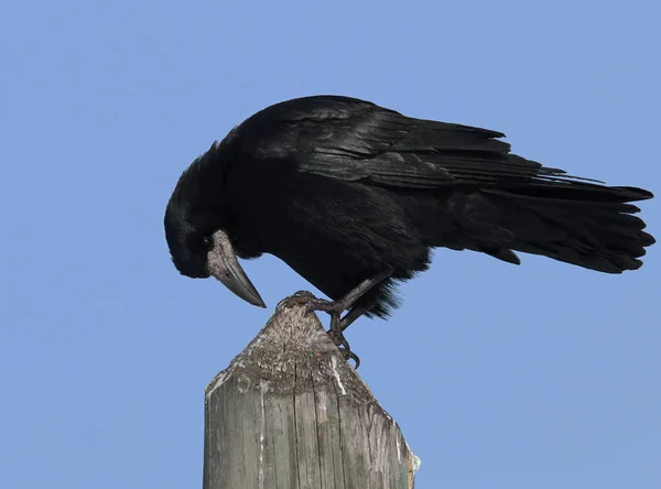 Toren op houten paal, Corvus frugilegus — Stockfoto