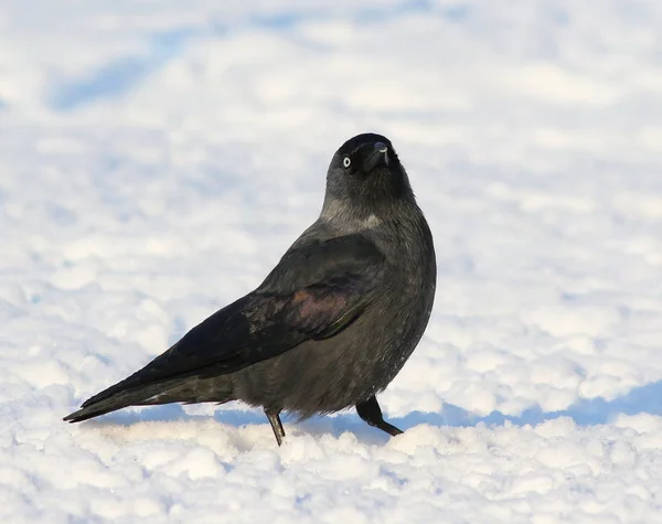 Jackdaw on snow, Corvus monedula — Stock Photo, Image
