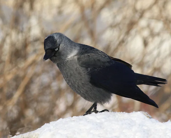 Jackdaw on snow, Corvus monedula — Stock Photo, Image